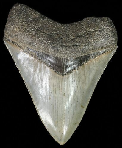 Serrated, Megalodon Tooth - Georgia River Find #69770